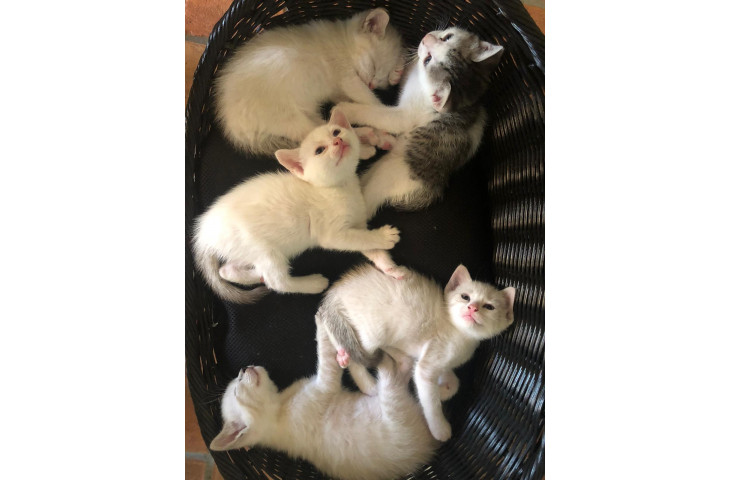 Regalo gattini Regalo gattini