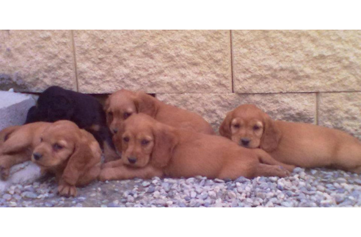 Cuccioli cocker spaniel fulvi Cuccioli cocker spaniel fulvi