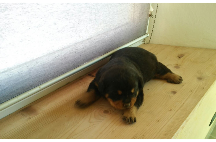 Cuccioli  rottweiler