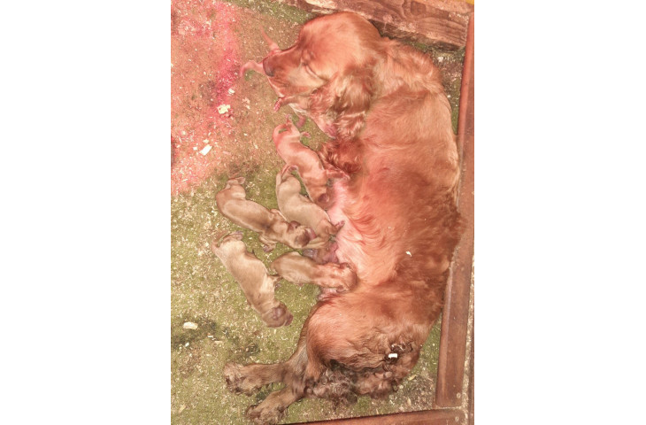 Cuccioli cocker spaniel fulvi e neri Cuccioli cocker spaniel fulvi e neri