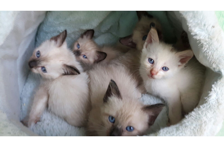 Cuccioli siamese thai Cuccioli siamese thai