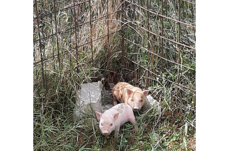 Cuccioli di maiali