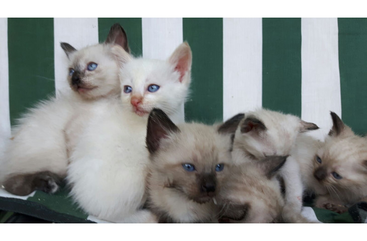 Cuccioli gattini siamesi thai