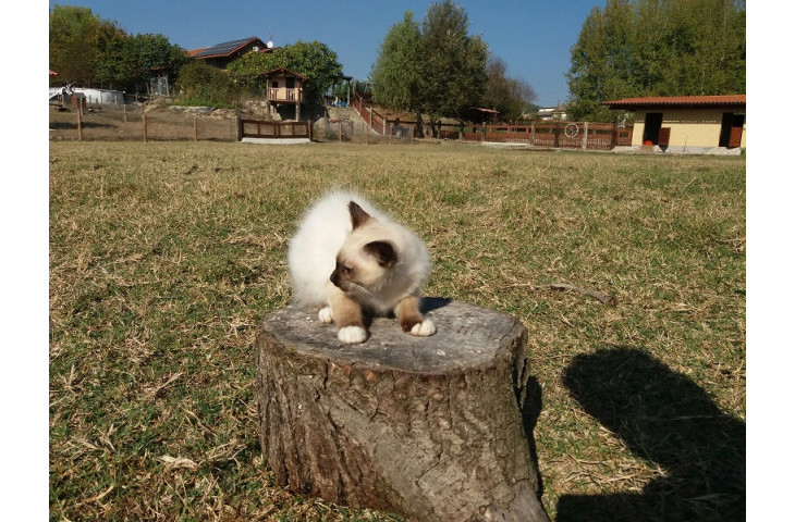 Siamese tradizionale Siamese tradizionale
