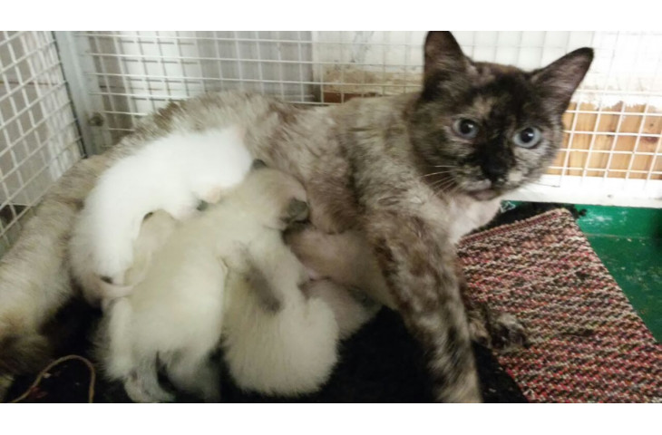 Siamese tradizionale gattini Siamese tradizionale gattini
