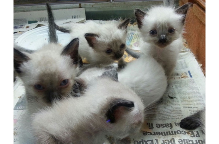 Siamese tradizionale gattini Siamese tradizionale gattini