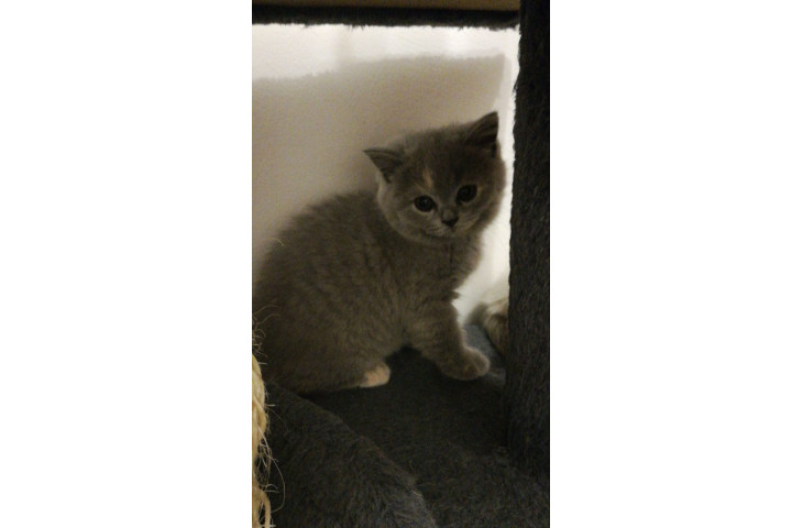 British shorthair British shorthair