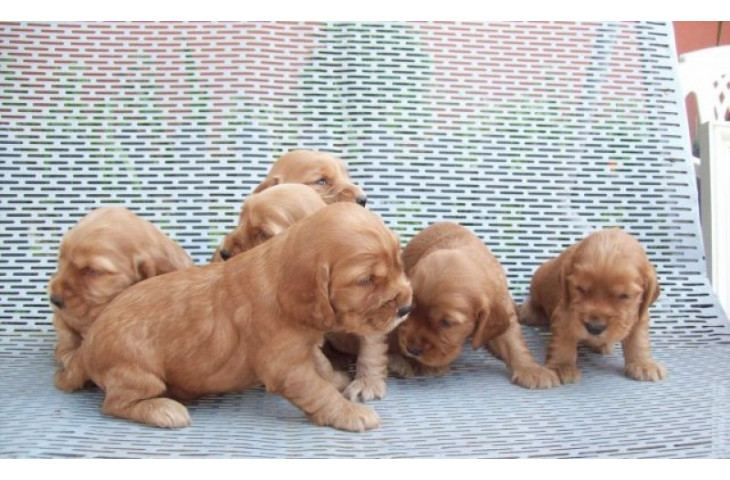 Cocker spaniel Cocker spaniel
