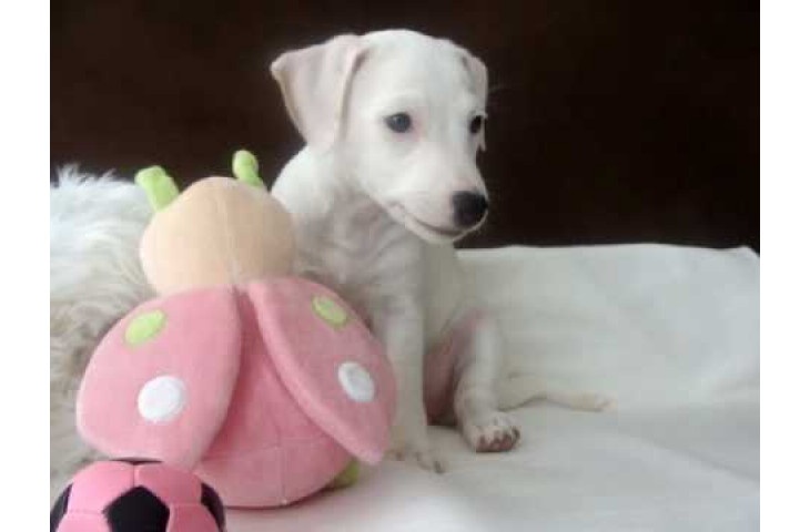 Jack russell cucciola Jack russell cucciola