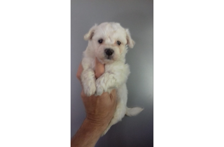 Maltese nano maschietto Maltese nano maschietto