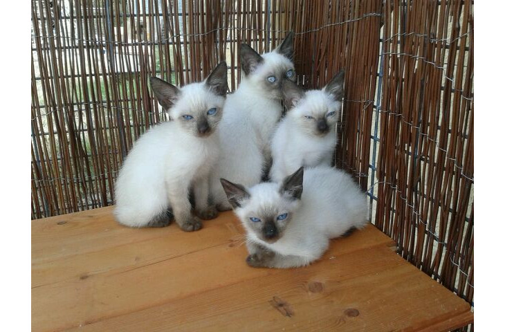 Siamese tradizionale maschietti Siamese tradizionale maschietti