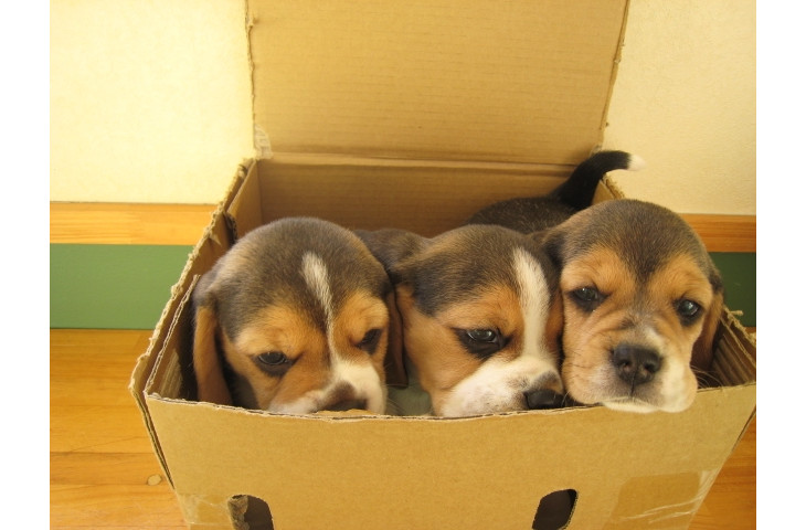 Cuccioli beagle tricolore Cuccioli beagle tricolore