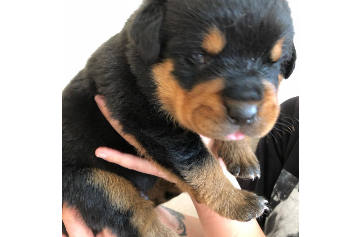 Rottweiler maschietti Rottweiler maschietti