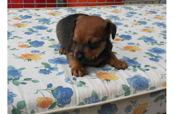 Pinscher nano maschietti Pinscher nano maschietti