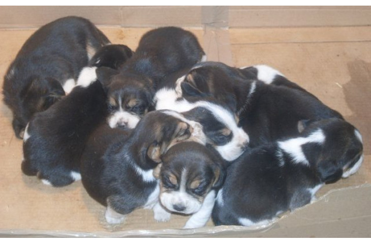 Cucciolata beagle tricolore Cucciolata beagle tricolore