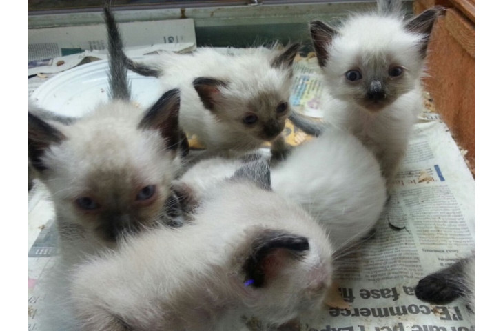 Maschietti siamese tradizionale Maschietti siamese tradizionale