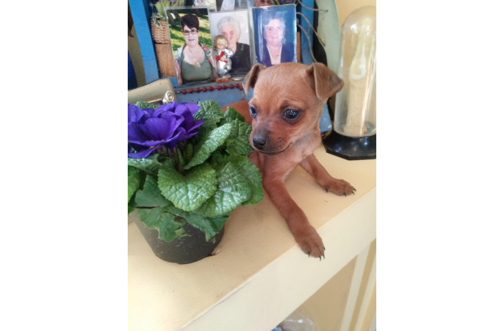 Pinscher mini toy femminuccia Pinscher mini toy femminuccia