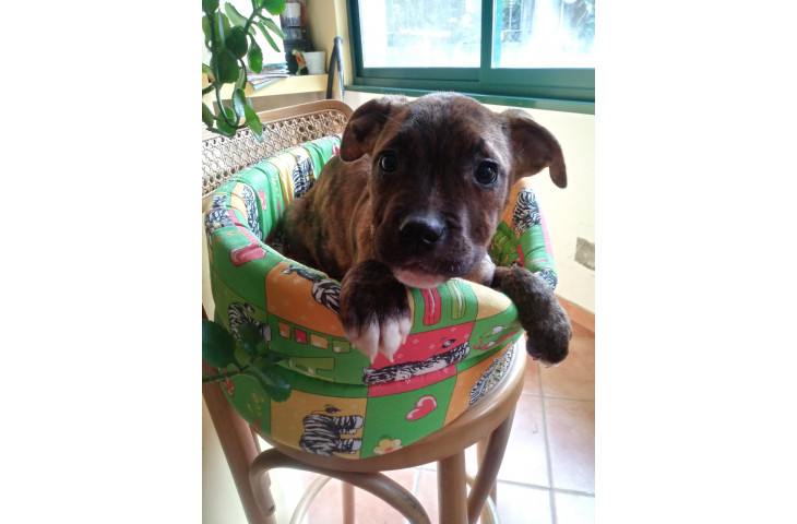 Amstaff maschietti Amstaff maschietti