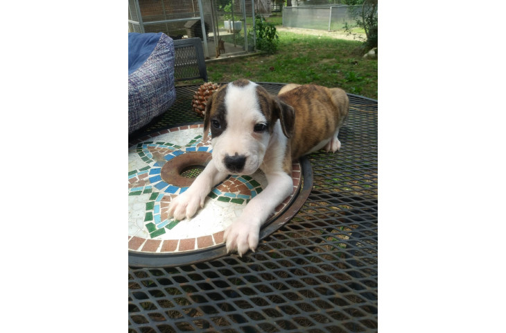 Amstaff maschietti Amstaff maschietti