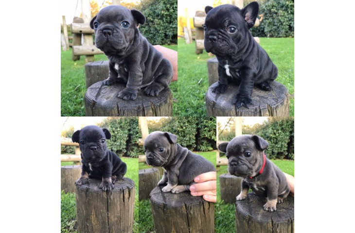 Regalo cuccioli di bulldog francese Regalo cuccioli di bulldog francese