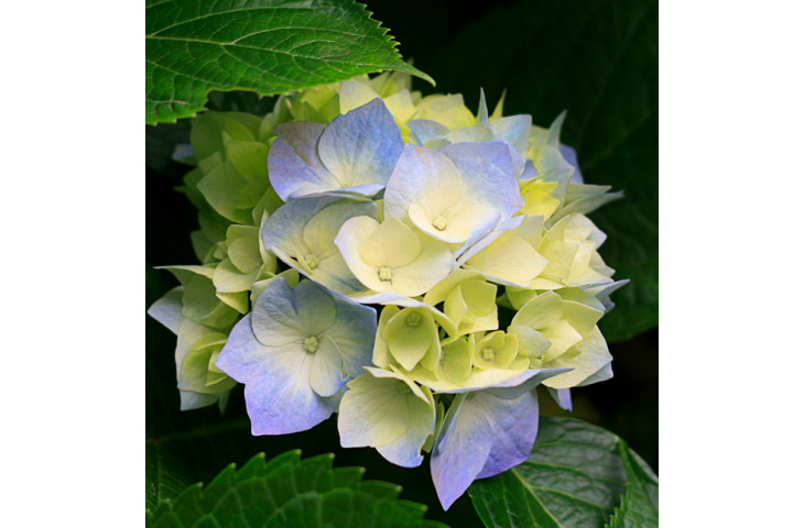 Signora diplomata Signora diplomata