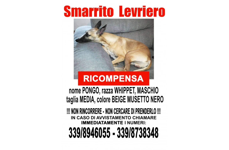 Smarrito levriero wippet Smarrito levriero wippet