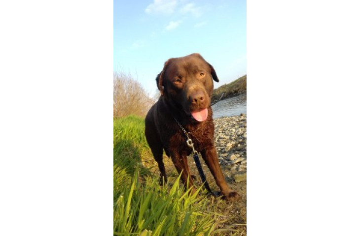 Labrador chocolate Labrador chocolate