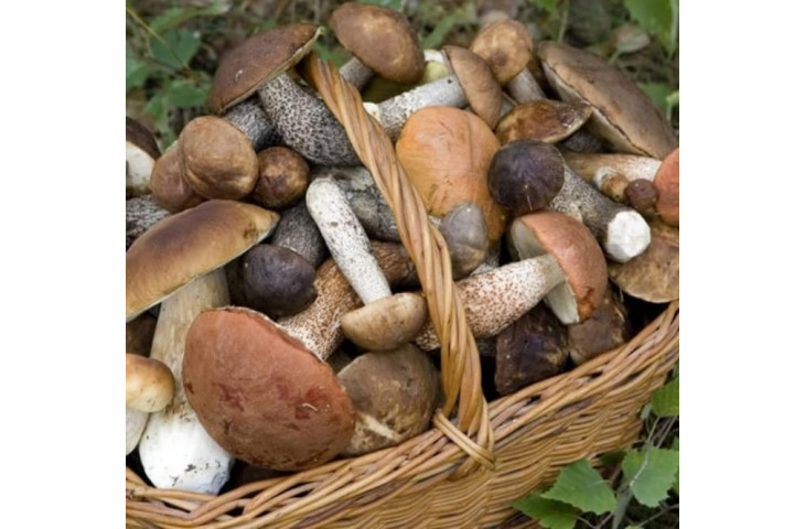 Venerdi 26 ottobre serata funghi Venerdi 26 ottobre serata funghi
