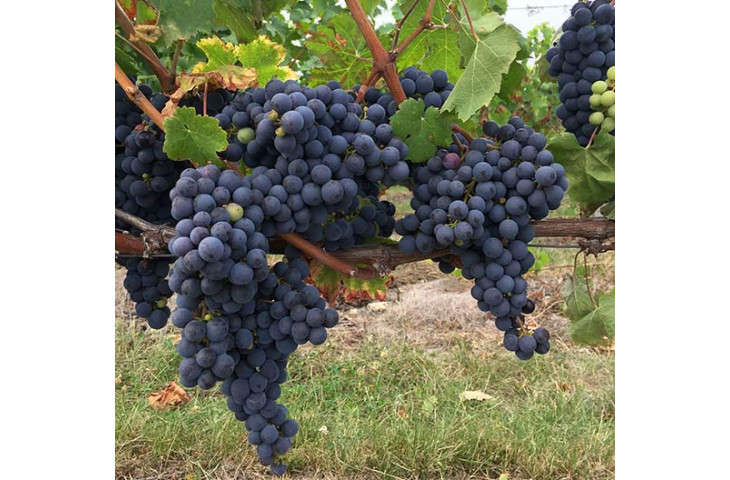Venerdi 21 settembre festa dell'uva e del vino Venerdi 21 settembre festa dell'uva e del vino