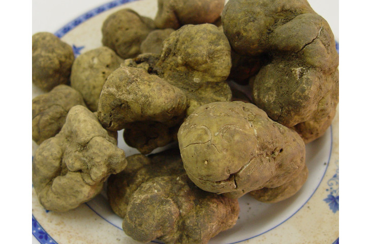 Domenica 18 e domenica 25 tartufo Domenica 18 e domenica 25 tartufo