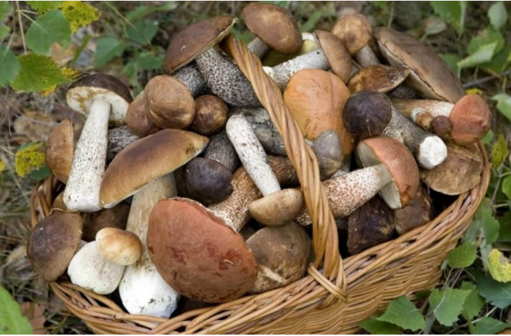 Venerdi 18 ottobre serata funghi Venerdi 18 ottobre serata funghi